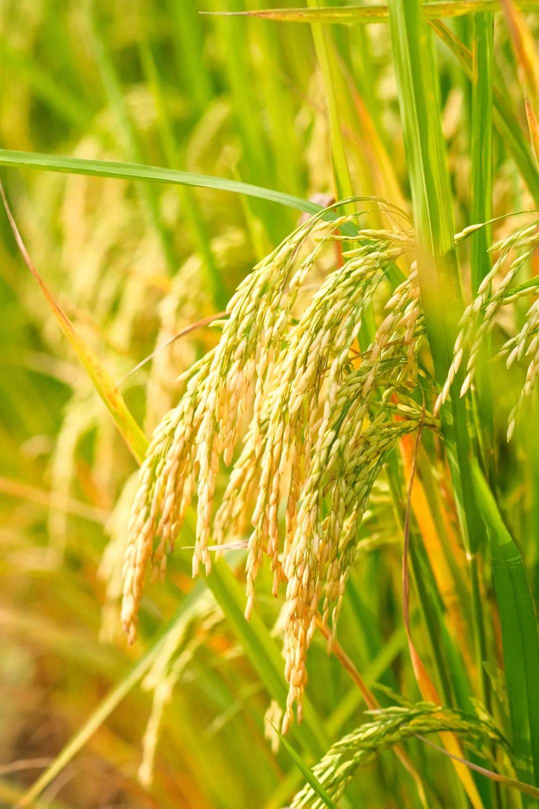 高清图集丨崇左的稻田,随便拍都那么美!