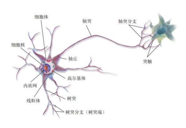 元是神经系统的基本结构和功能单位,其主要组成部分包括细胞体,轴突