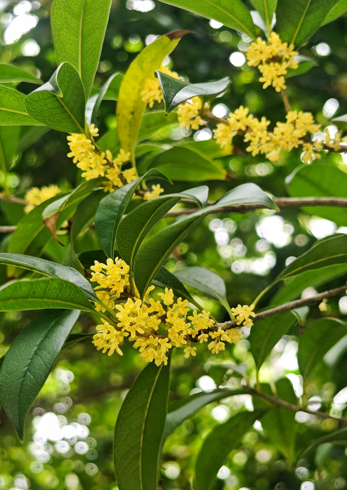 高清图集丨香气扑鼻!柳州的桂花终于开了