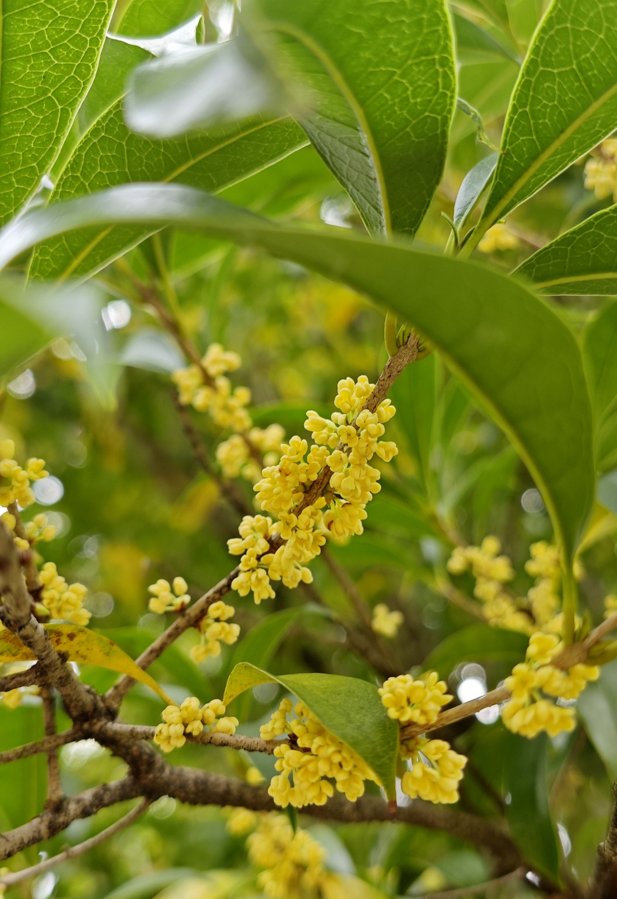 柳州的桂花终于开了
