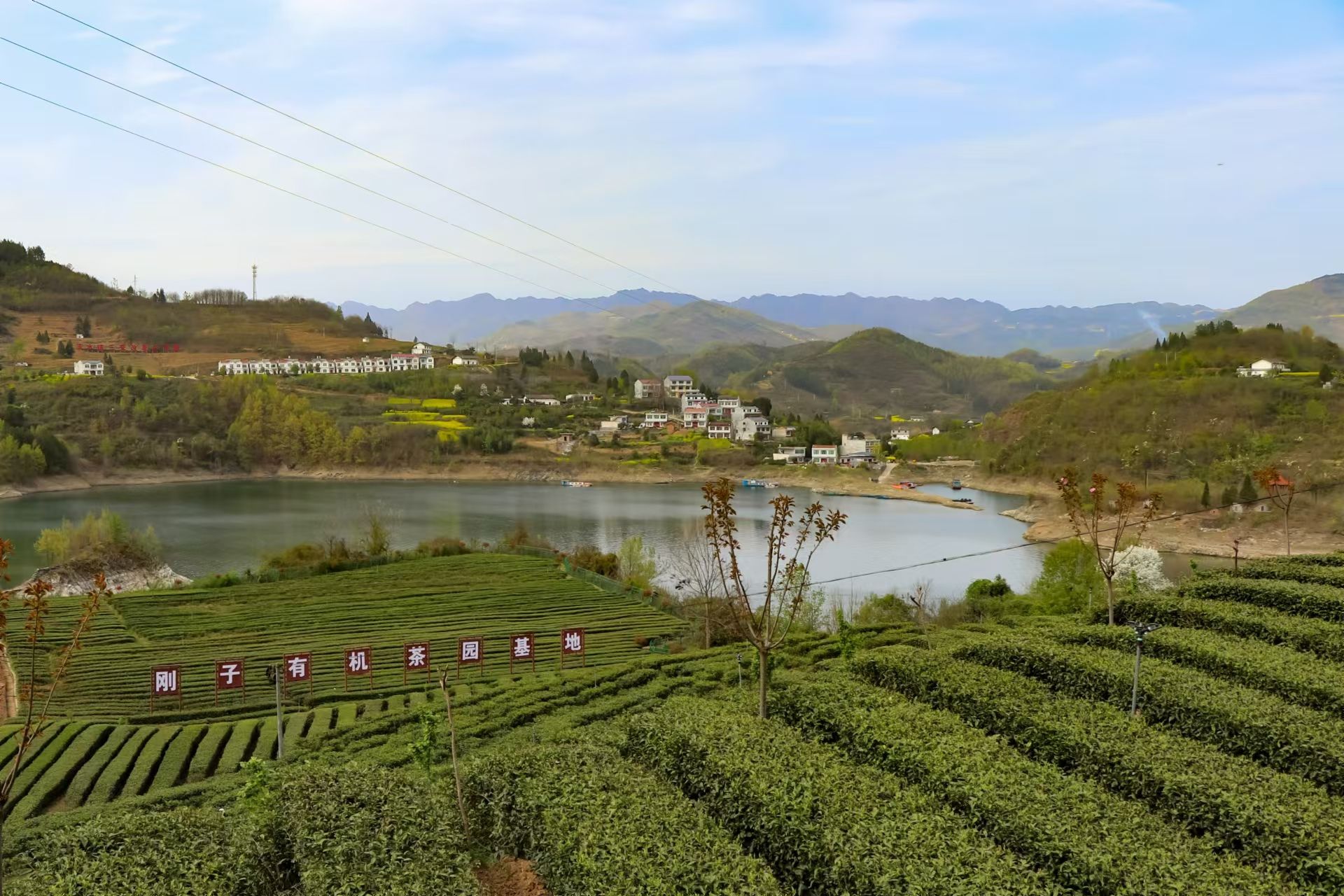 安康富硒生态茶园
