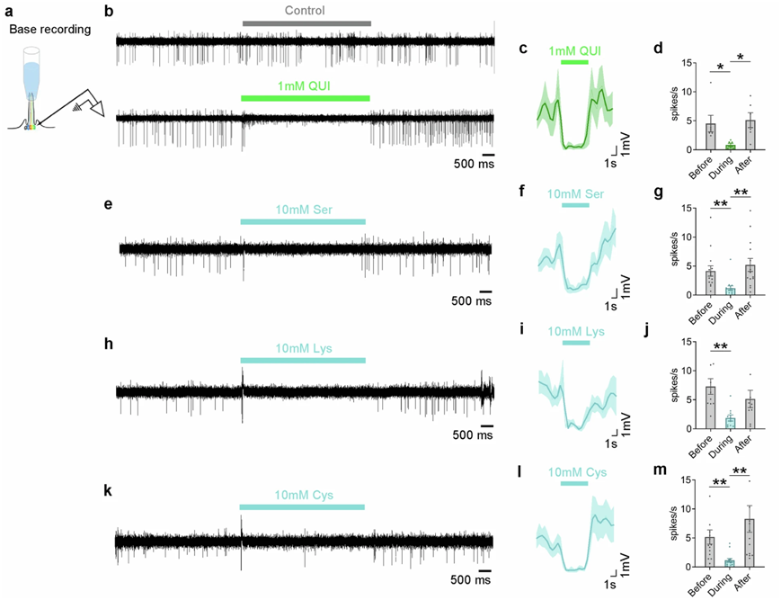 图片来自Nature, 2024, doi:10.1038/s41586-024-08047-y