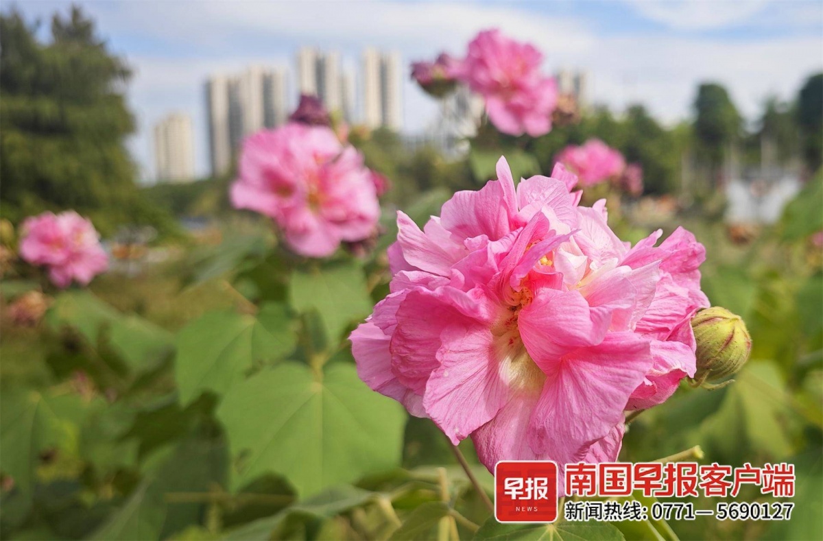 ▲浅红色的木芙蓉花。