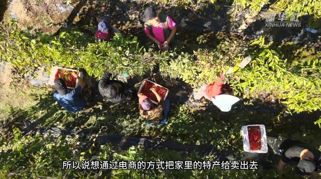新电商赋能东北乡村|一群段子手 让山村特产搭上销售快车