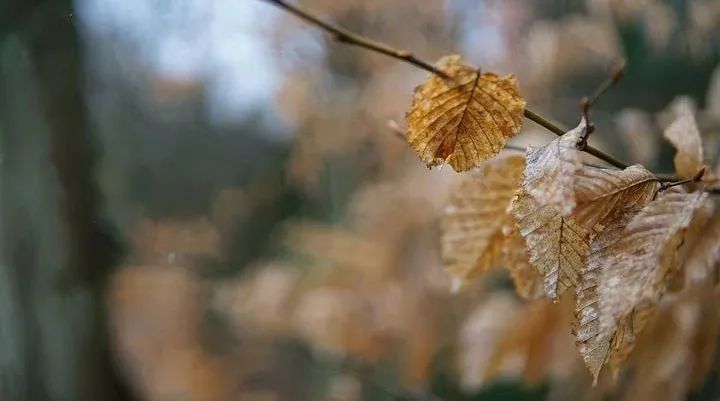 谷歌超四分之一代码由 AI 生成，CEO：我们的收入甚至超过了华尔街！