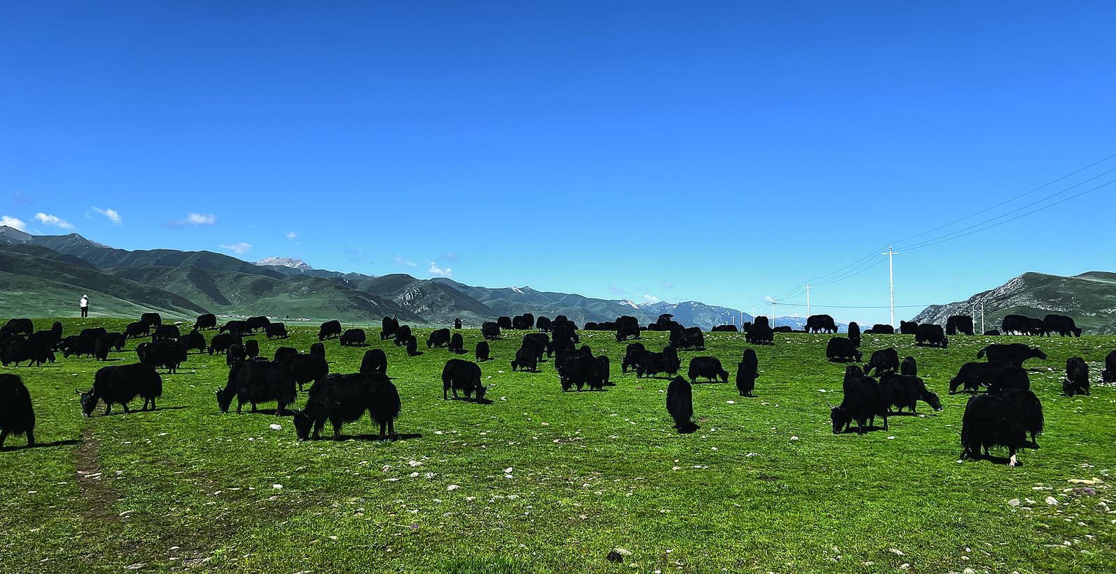合作社里牦牛壮.忠德村供图