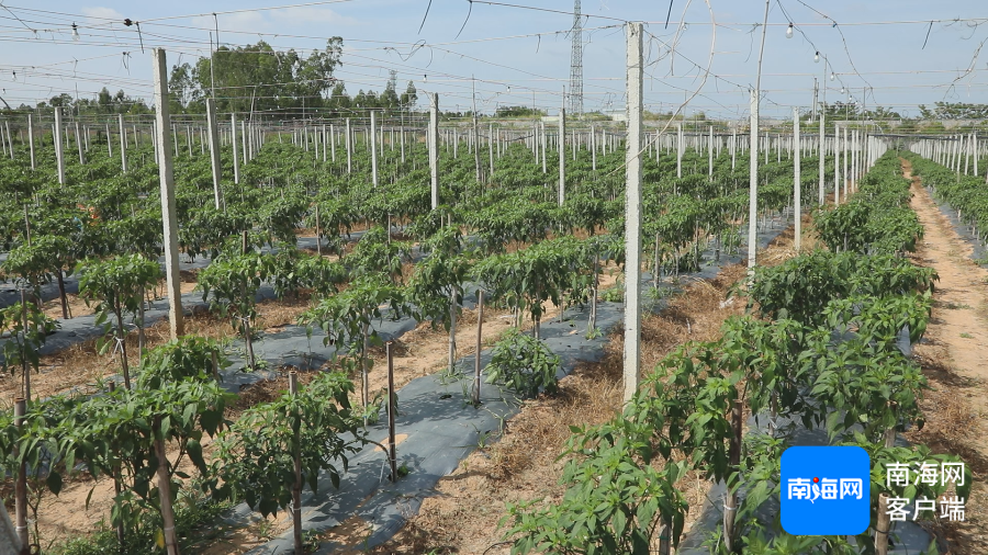 东方市三家镇旺老村一处常年蔬菜种植基地内种植的辣椒正在挂果.
