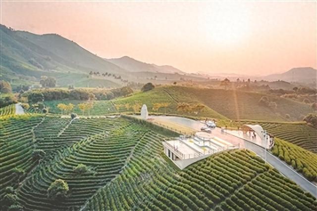 浙江省湖州市安吉县黄杜村万亩茶园风光.资料图片