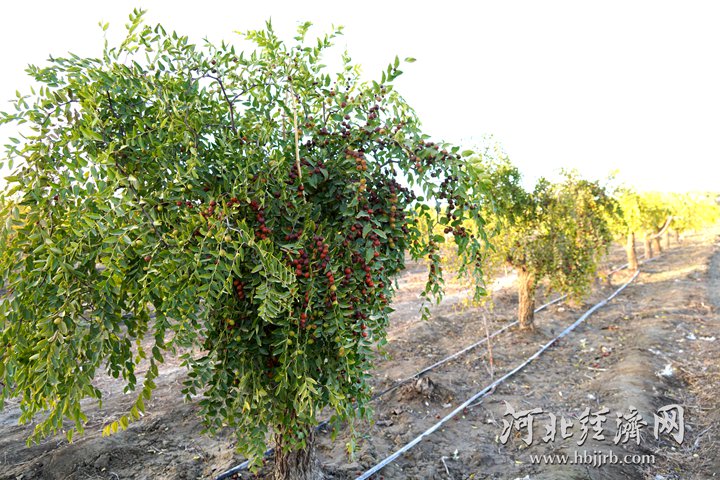 援疆干部协调以岭药业建立酸枣种植基地，既促进了当地产业结构调整，又为河北企业提供了原料。