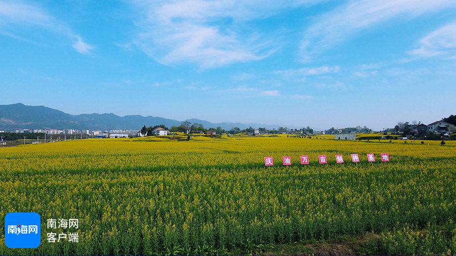 神农种业万亩油菜制种基地。神农种业供图