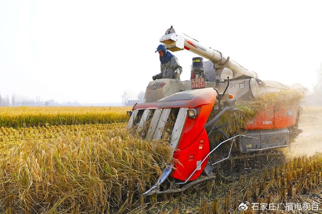 11月6日,在河北涿州百尺竿镇花园村清水泉家庭农场里,收割机正在收割