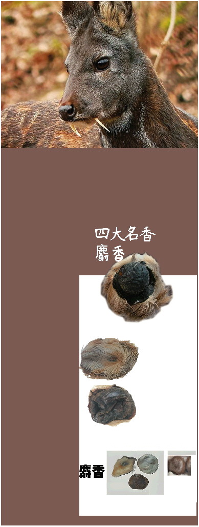 麝香是种什么香为啥会让"甄嬛们"闻之色变