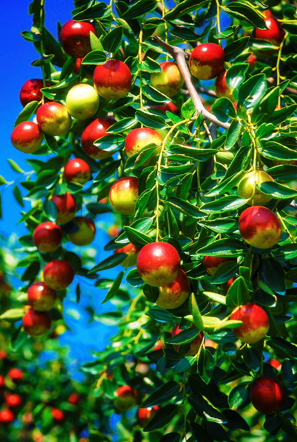 小枣到家后能不能直接睡觉的全面解析与相关知识详解