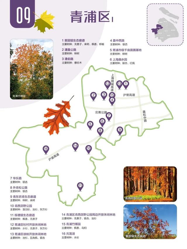 2024版红叶地图上线,解锁沪郊深秋的美