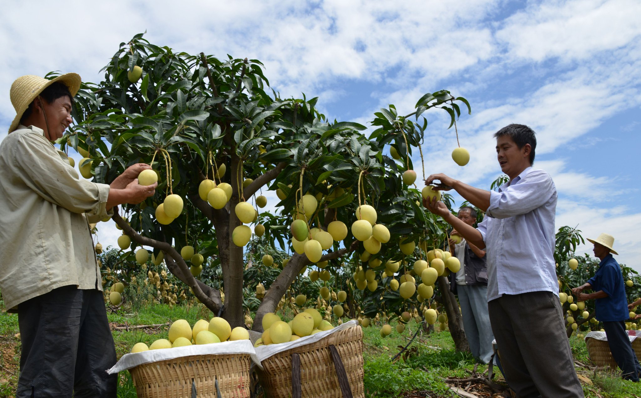 果农在采摘芒果