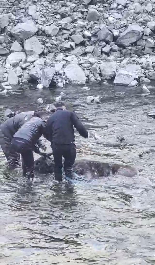 ▲警民合力救助水鹿