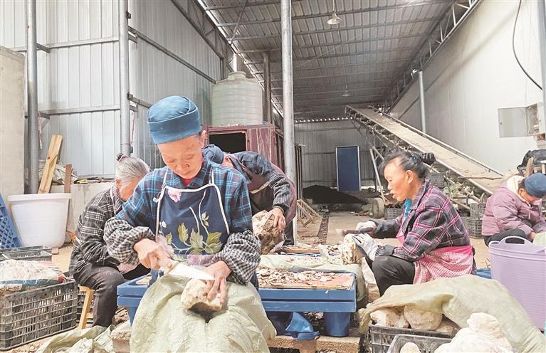 龙里县茯苓种植场加工厂内，工人在为茯苓进行去皮处理。龙勇 摄