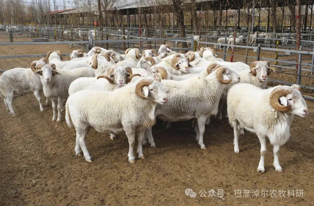 华蒙肉羊 图片开始于巴彦淖尔农牧科研