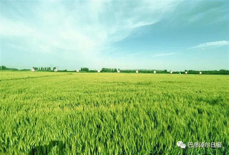 “巴麦13号”麦田 记者 胡东育/摄