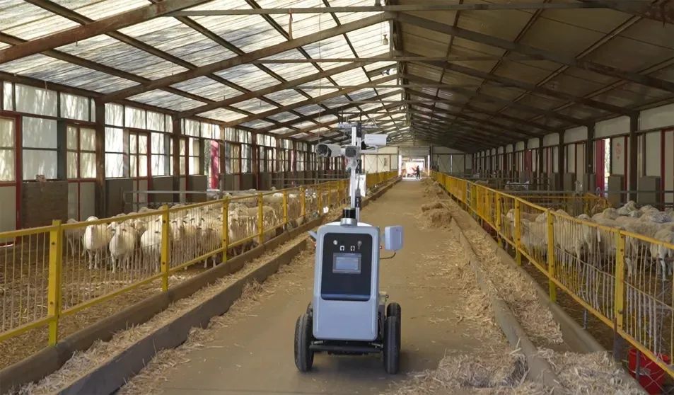 内蒙古富川当代肉羊产业化轮回经济科技示范园区肉羊生息巡检机器东谈主   图片开始于改造内蒙古