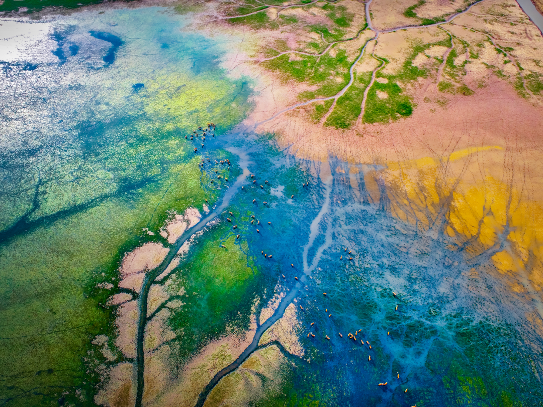 盐城兼具湿地,海洋,森林三大生态系统,孕育了太平洋西海岸,亚洲大陆