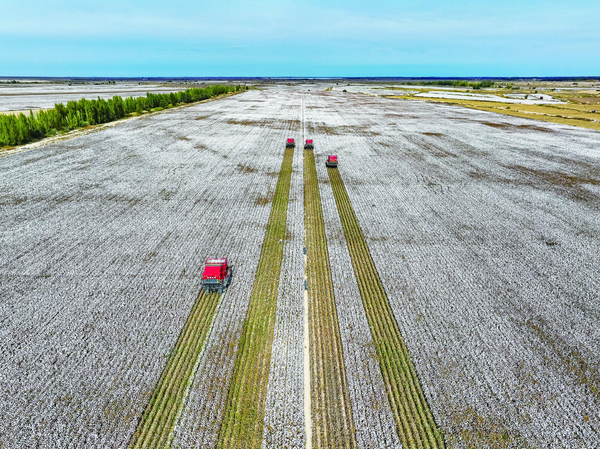 采棉机在呼图壁县五工台镇小泉村一处棉田采收新棉。马光元/摄