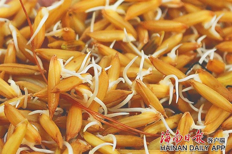 "太空种子"在三亚"下地"