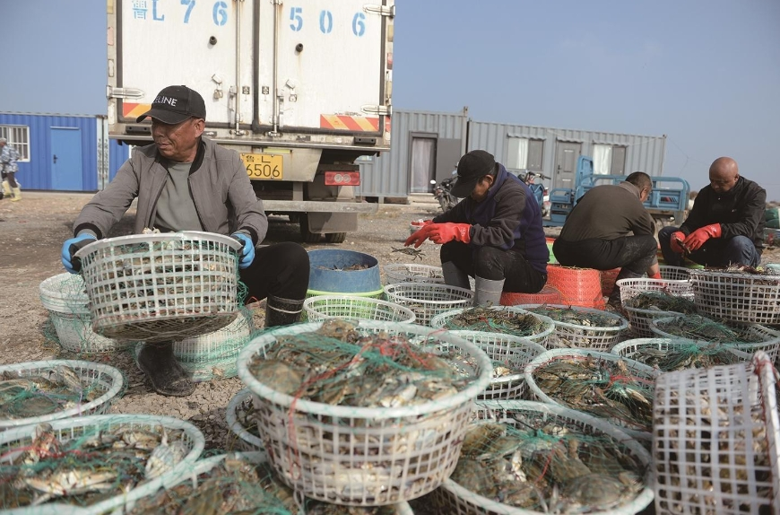 盐田虾鲜飘渤海湾