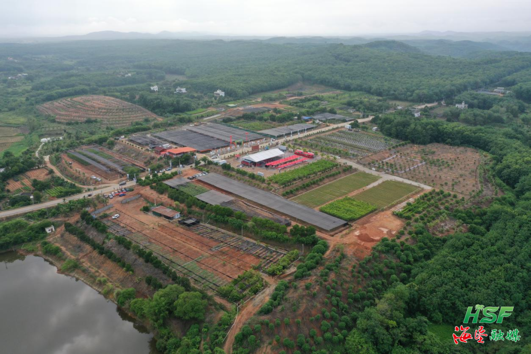 大岭苗木产业基地全景图。刘家宋 摄