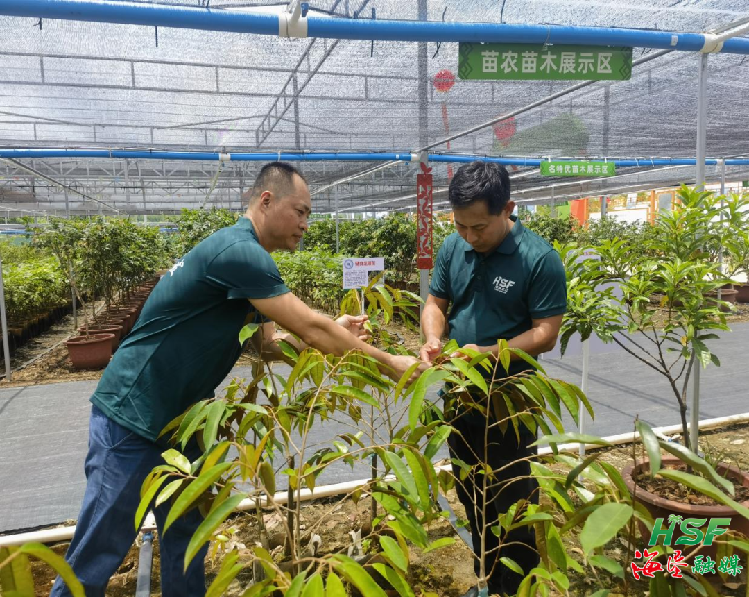 在“苗木超市”里，拔擢户共同学习种苗嫁接期间。黄薇 摄