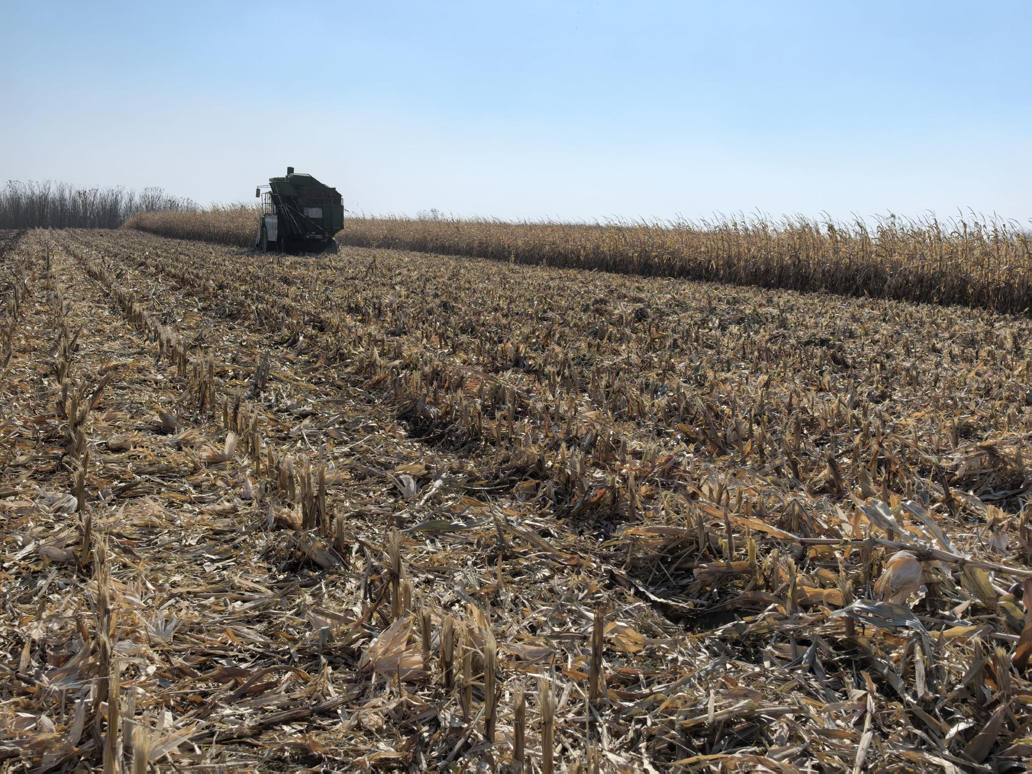 秸秆覆盖还田作业地块