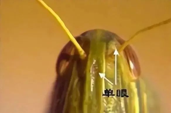 蝗虫单眼