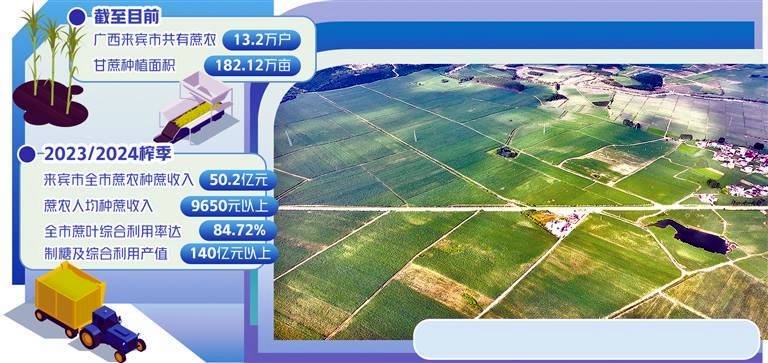 来宾市兴宾区凤凰镇黄安优质“双高”糖料基地。黄俊策摄