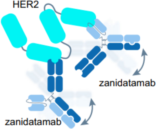 图：Zanidatamab的构型