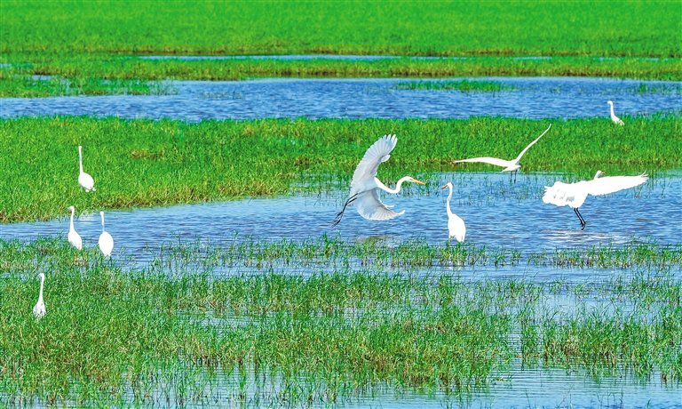 　　鹭鸟成群结队在湿地里觅食。海南日报全媒体记者 陈元才 摄