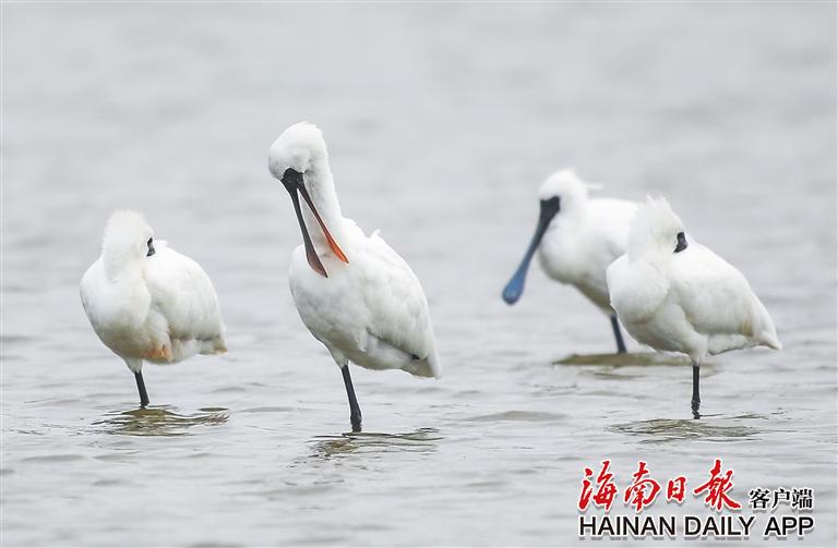 黑脸琵鹭栖息在昌江海尾国家湿地公园。海南日报记者 李天平 摄