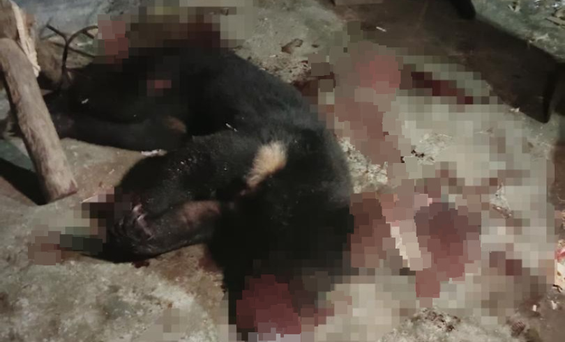 四川北川农妇遭黑熊袭击 58岁丈夫搏斗半小时将其反杀