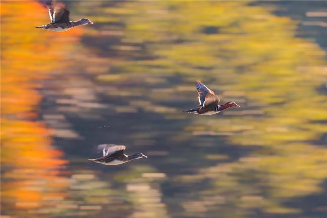 鸳鸯,EOS R5 Mark II+RF100-500mm F4.5-7.1 L IS USM
