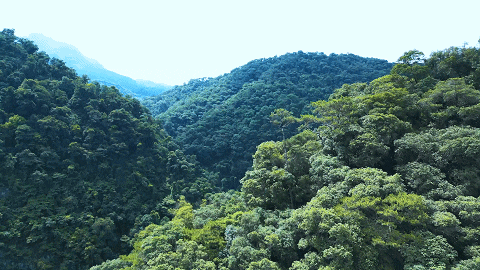 △鼎湖山。图源 多彩肇庆