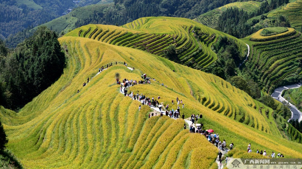 游客观赏龙脊梯田美景。记者 梁凯昌 通讯员 潘志祥 摄