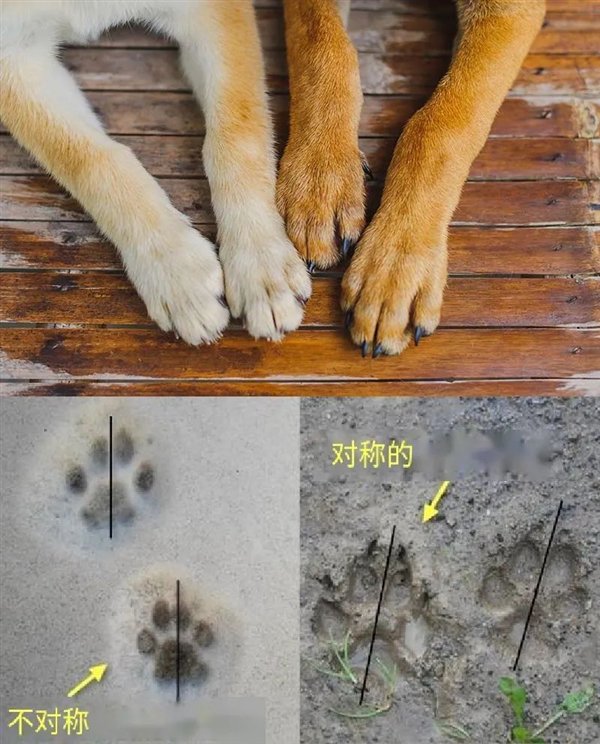 猫爪、狗爪有什么区别? 这一点最关键|爪子|伸缩|脚印|猎豹|钉子_手机新浪网