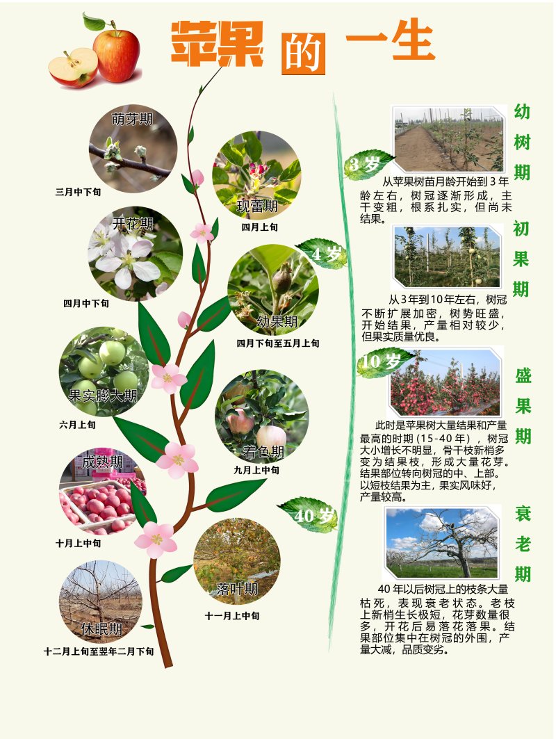 为保障苹果产业发展,气象服务已覆盖了苹果树的每一个生长阶段.