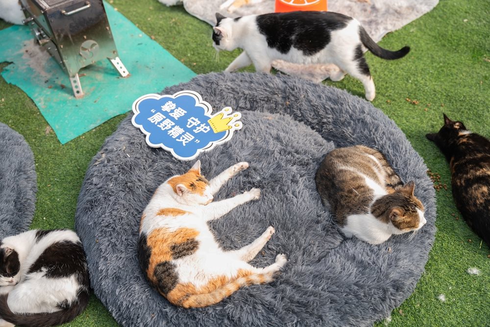 聚焦城市社区流浪猫保护 社区流浪动物关爱公益行动暖心开启|流浪猫_新浪财经_新浪网