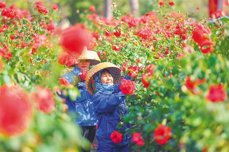 位于三亚博后村的海南玫瑰谷产业发展有限公司种植基地，花农忙着管护鲜花。 （资料图）