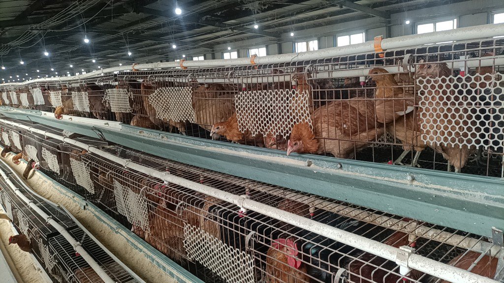 故城茂丰助力乡村振兴样本:药材种植养殖与绿色农业融合发展之路|农村_新浪财经_新浪网