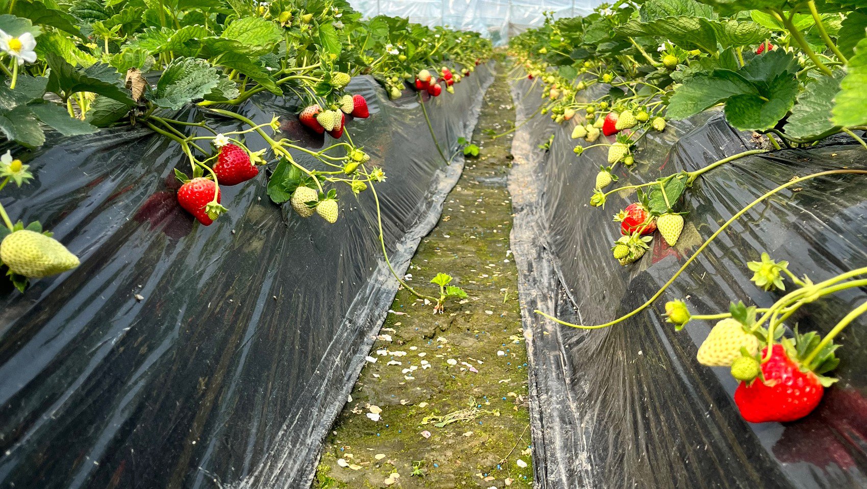 川观探市丨草莓季来了,冬日采摘出来的"甜蜜"经济