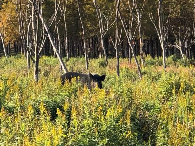 在林地里晒太阳、散步的猪妈妈、猪爸爸和孩子们