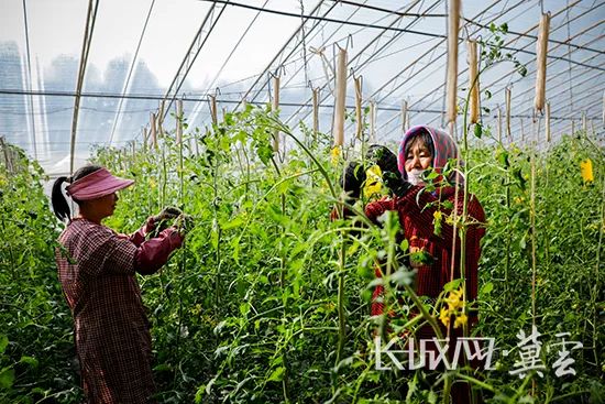 种植户正在对棚内农作物进行管护。长城网·冀云客户端通讯员 海宇 摄