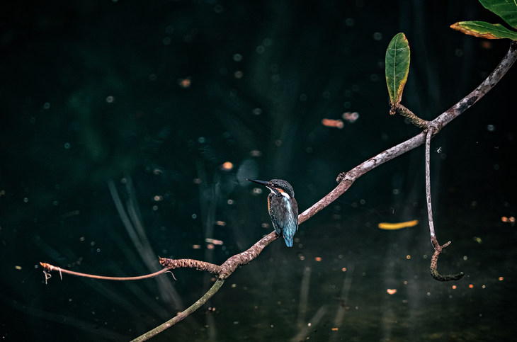 富士XF200mm F2 R LM OIS WR官方样片，by：Jason Edwards