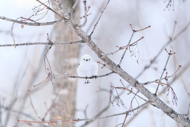 富士XF150-600mm F5.6-8 R LM OIS WR官方样片，by：Tadeteru Takahashi